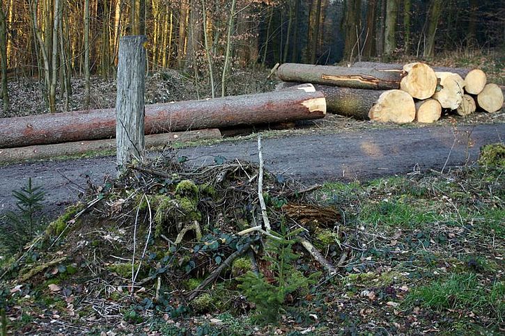 Est-il possible de ramasser du bois mort en forêt ?